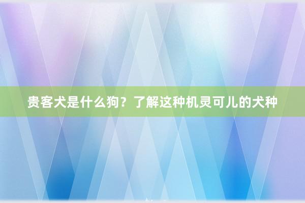 贵客犬是什么狗？了解这种机灵可儿的犬种
