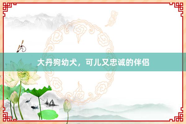 大丹狗幼犬，可儿又忠诚的伴侣